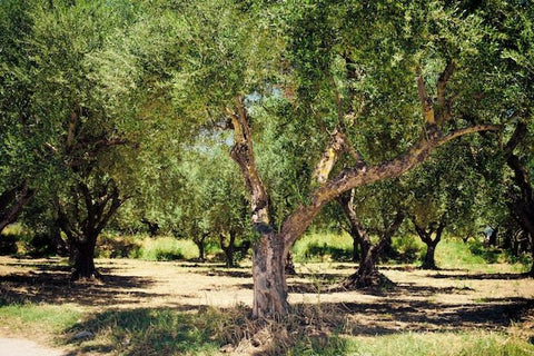 Percer les secrets de l'huile d'olive espagnole - Cuisine d'Espagne
