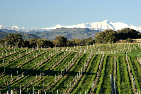 Découvrez le Vin Somontano: Un Trésor Viticole Espagnol - Cuisine d'Espagne