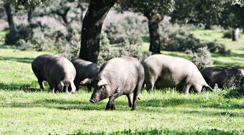 Mythes et légendes du Jambon - Cuisine d'Espagne