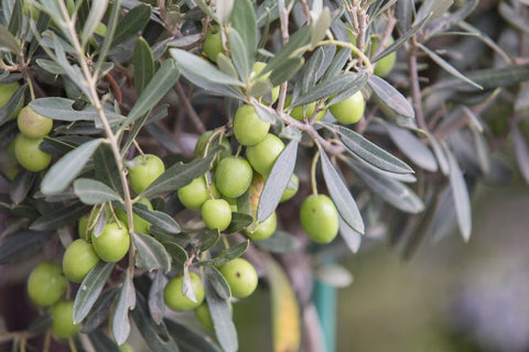 Quelles sont les 5 meilleures huiles d'olive du monde? - Cuisine d'Espagne
